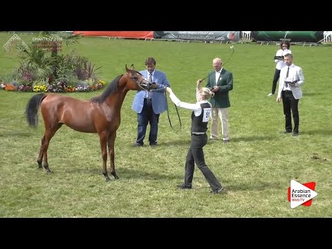 2nd - N.51 CYCLONE OS - Chantilly 2016 ABCE - Yearling Colts (Class 6A)