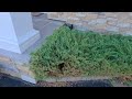 Big In-Ground Yellow Jacket Nest Hidden Under Shrub in Lincroft, NJ