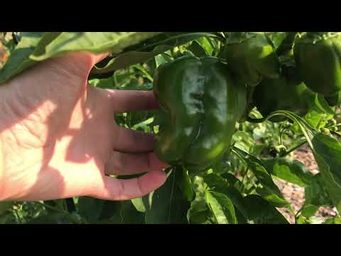 F2S Burnley Moran Tour