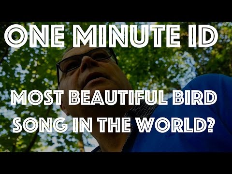 The Most Beautiful Bird Song in the World? The Poet of the Night. One Minute ID.