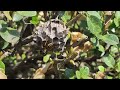 Small Yellow Jacket Nest Found in the Shrub in Ocean Grove, NJ