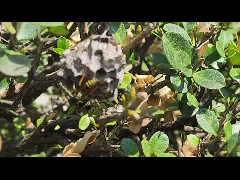 Small Yellow Jacket Nest Found in the Shrub in Ocean Grove, NJ