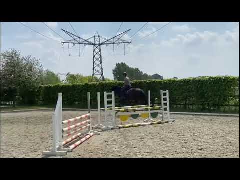 Dice Z:DOMINATOR Z x EQUADOR