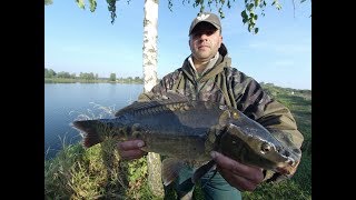 Как клюет карп в конце сентября