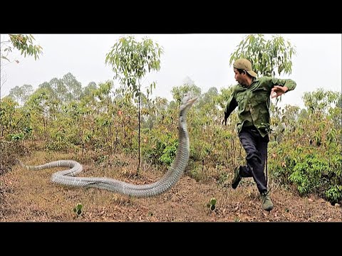 Pitiful cry for help. Suffocating to rescue a man attacked by a fierce king cobra in the forest.