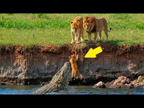 Lwiątko wpadło w pułapkę. Nie uwierzysz, kto przyszedł mu na ratunek!