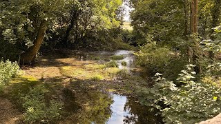 Friday Woodland WooWoo – False Light, Family, and Taking Action.