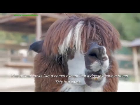 Học Về Peru - Nạp Từ e Kiến Thức Tiền K4 - K5 - G1