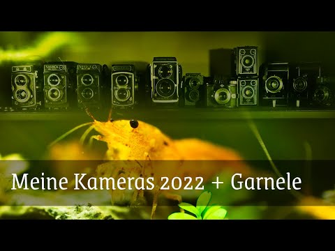 Meine Kamerasammlung 2022 und seltene Einblicke ins Reich der Krustentiere