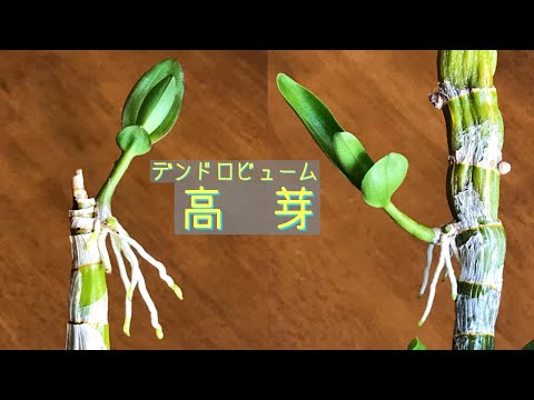 竹蘭のメンテナンス 水控えめに新生