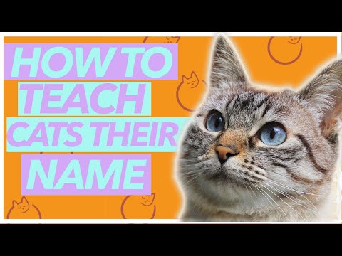 Do Cats Know Their NAMES? - How to Train Them to Respond!