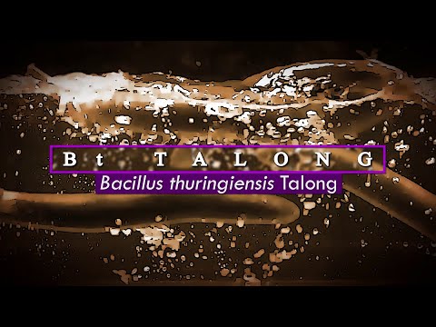 The Bt Eggplant Story - Regulating and Advocating Products of Modern Biotech in the Philippines - Biotechnology Videos | ISAAA.org