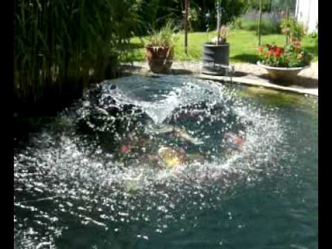 comment construire un bassin pour carpe koi