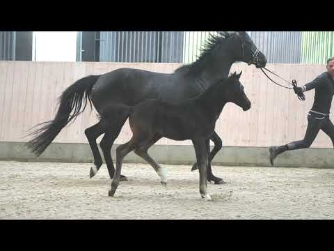 Hengstfohlen von Secret x Dr. Watson x Wolkenstein