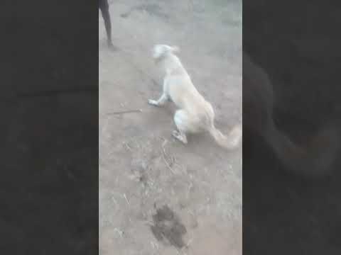 🐕 Dog video