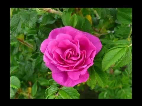 Kabaret Otto-To Już Lato