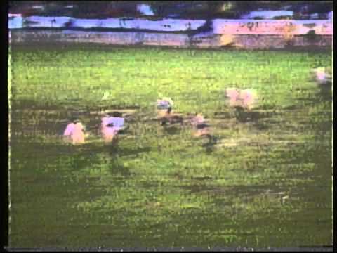 1982 May 5 IFK Gothenburg Sweden 1 SV Hamburg West Germany 0 UEFA Cup