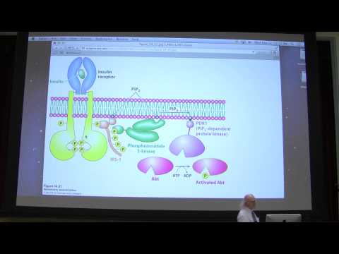 19.  Kevin Ahern's Biochemistry - Signaling II