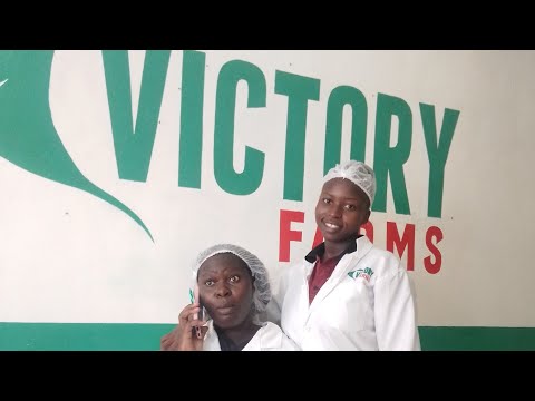 INSIDE VICTORY FARMS//BEST FISH FARM IN KENYA #wheretogetfreshtastyfishinkenya#