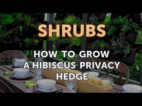 How to Prune a Bottlebrush Shrub