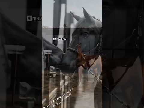 على العهد محمد ال دلبج
