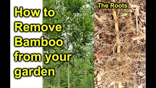 How to Remove Bamboo from your Garden - the natural way