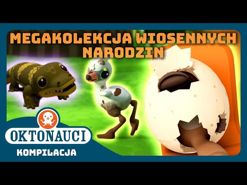 Oktonauci - 🌼 MEGAkolekcja wiosennych narodzin 🐣 | Kompilacja | Całe odcinki