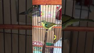 Download lagu kolibri wulung trotol gacor  #shorts #masteranburung mp3 Download lagu kolibri wulung trotol gacor  #shorts #masteranburung mp3