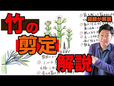 鉢植えの生垣ファルゲシア・ロブスタ・キャンベルに適した非トレース竹の種類は何ですか