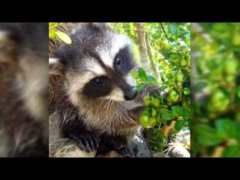 Battle over pet raccoon 'Mae' almost over?