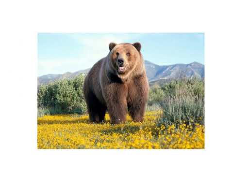 Vivants ou non vivants