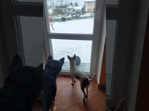 O tom ako Pampi nechcela pustiť Murku dovnútra #pes #pampi #pejsek