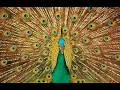 Inyoni Ya Mbere NZIZA Ku Isi Peacock Paon