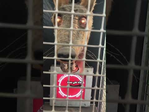 هل تجرؤ على إبقاء يدك 😳؟