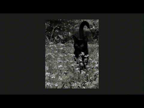 Christmas /acidjazz/ ^489 meme^ -rodri (sped up/nightcore) :3