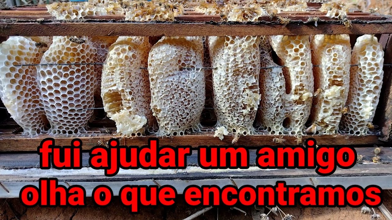 fui ajudar um amigo a colher mel🍯🍯🍯 recortando os favos, as abelhas puxam favos invertidos