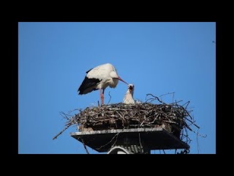 Live webcam view of Driland White Stork Nest Cam