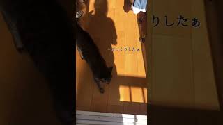背後から忍び寄られて びっくりする猫はこちら