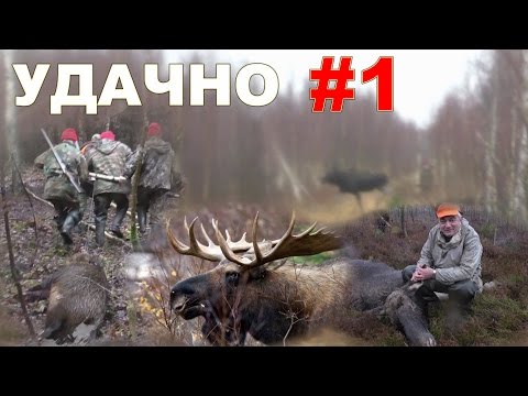 Загонная охота на лося и кабана. 11 декабря 2016г.