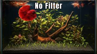 Natural Planted Betta Tank Setup - No Filter, No Co2, No Fertilizer
