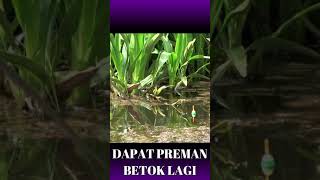 Download lagu ALHAMDULILLAH, DAPAT PREMAN BETOK LAGI | SENAR AMATIR #SHORT mp3