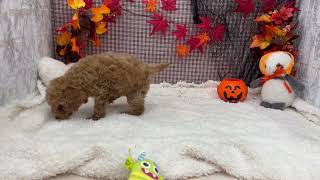 トイプードルの動画01