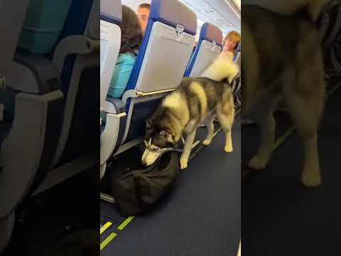 One Loyal    Husky Saved Hundreds of lives