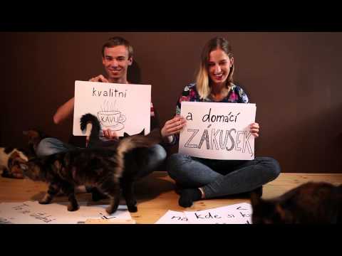 Pelíšek - první umisťovací kočičí kavárna v centru Brna