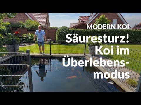 Uwe's Pond in Emergency Mode | Modern Koi Blog #7865