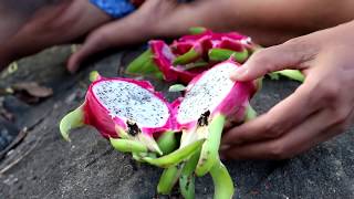 Find food &amp; meet nature dragon fruit on tree for eat - Nature dragon fruit eating delicious #57