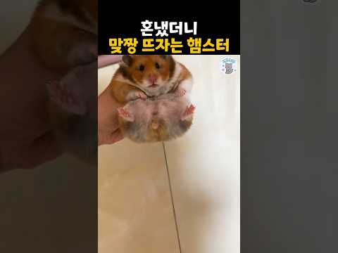 혼냈더니 맞짱 뜨자는 햄스터 참교육 #더빙농장 #햄스터 #일진햄스터 #웃긴동물 #funnyanimals #dubbingfarm