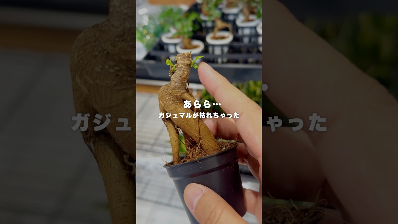 観葉植物の見逃せないサイン #観葉植物 #観葉植物インテリア