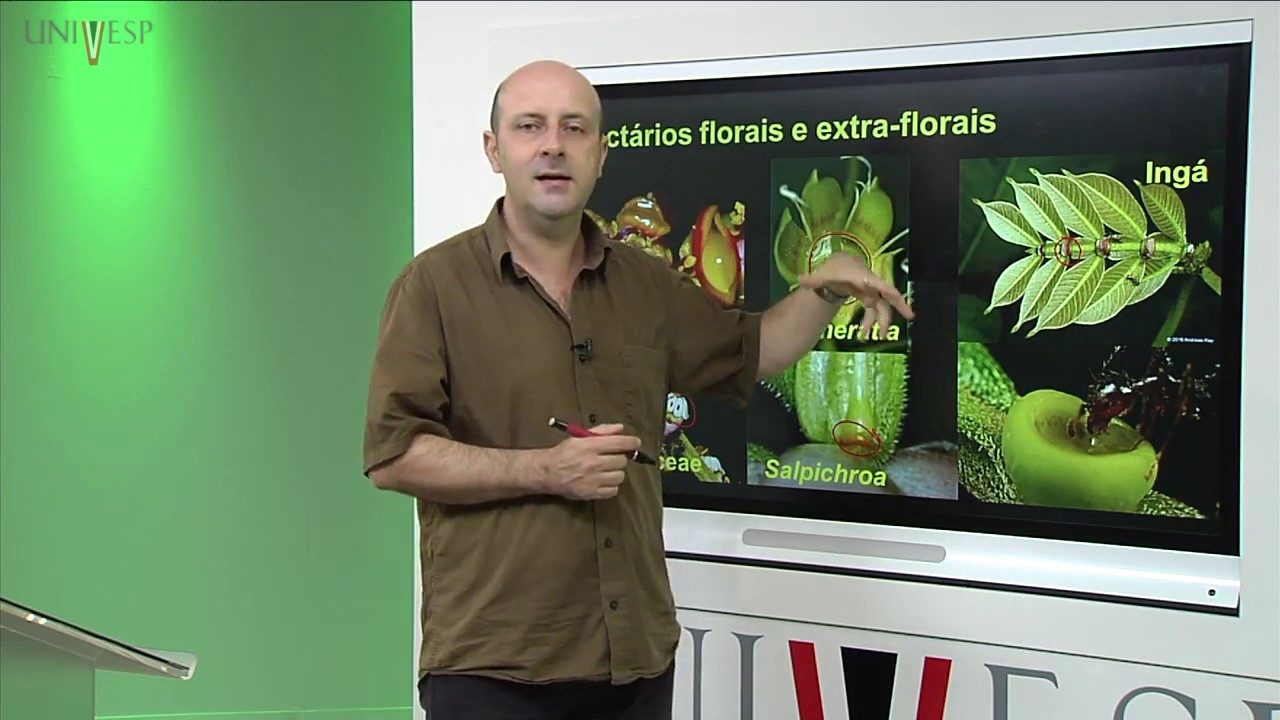 Morfologia Vegetal - Aula 25 - Estruturas secretoras