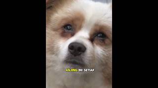 Download lagu This dog can only cry while waiting for his owner who never comes to pick him up🥺❤️ mp3